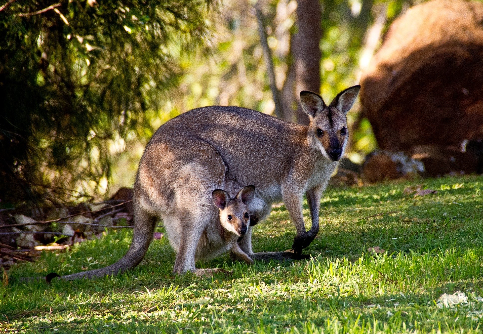 Scammed by ‘Fake News’: Animals Led by the Nose to Leave Plants Alone